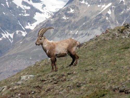 a goat standing on a hill with mountains in the background at BaseCamp Apartments in Zermatt