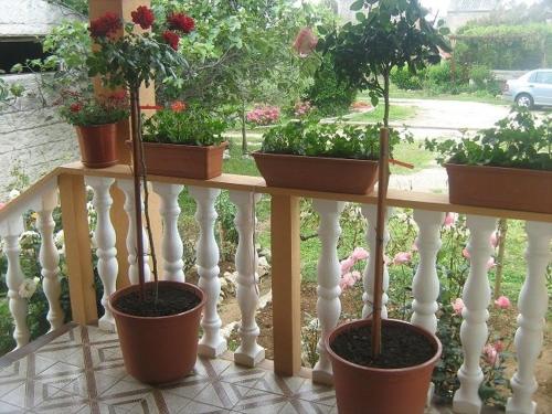 four potted plants sitting on a white fence at Apartment in Nin with Terrace, Air conditioning, Wi-Fi (3718-1) in Nin