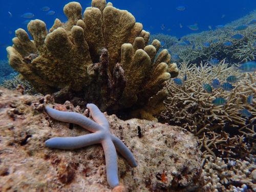 a starfish is sitting on a coral reef at Mirabelle Joglo Village in Karimunjawa