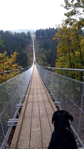 a dog sitting on a suspension bridge at Petryhof in Mörsdorf