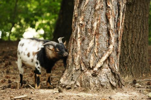 a goat standing next to a tree at Zámek Jemniště in Postupice