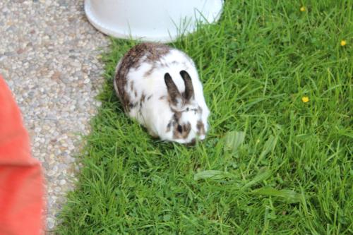 a rabbit is sitting in the grass at Ferienhof Osl in Obertraun