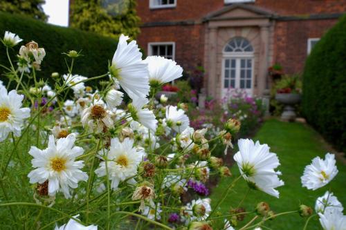 a field of white flowers in front of a house at Dovecliff Hall Hotel in Burton upon Trent