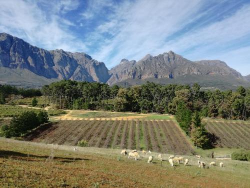 a herd of sheep in a field with mountains in the background at Modderkloof Farm Accommodation in Paarl