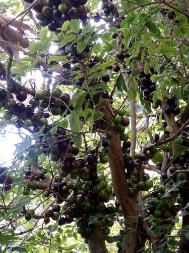 a bunch of green and black berries on a tree at Sitio rio ferro in São Bonifácio