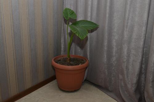 a plant in a pot sitting on a floor at My House in Akhaltsikhe in Akhaltsikhe