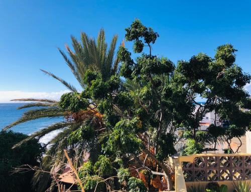 バジェ・グラン・レイにあるEfigenia playa/mar 1の海を背景にしたヤシの木