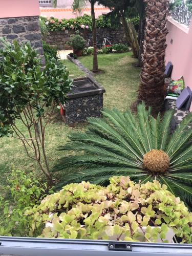 a garden with a bunch of plants and a palm tree at Casa do Poço Funchal in Funchal
