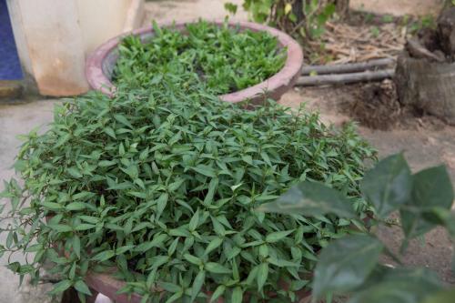 Κήπος έξω από το Chansor Homestay 7 By Siem Reap Homesteading
