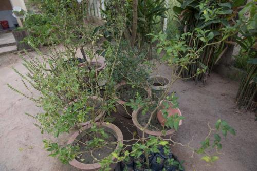 Κήπος έξω από το Chansor Homestay 7 By Siem Reap Homesteading