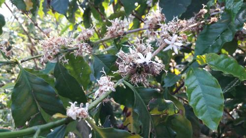 a bunch of flowers on a tree with leaves at Begnas Coffee House & Hotel in Deorāli