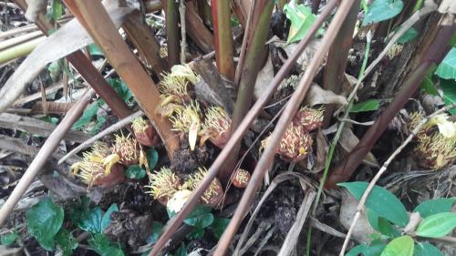 a bunch of rotten pineapples on the ground at Begnas Coffee House & Hotel in Deorāli