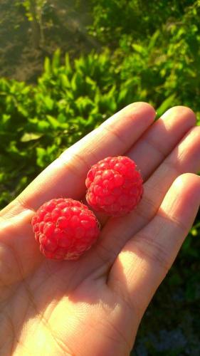 Twee rode frambozen worden in iemands hand gehouden. bij Villa Do Mar SW in Zambujeira do Mar