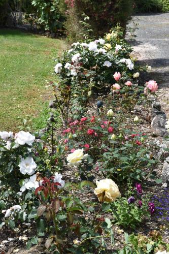 a garden filled with colorful flowers in a yard at Kerikeri Garden Homestead in Kerikeri