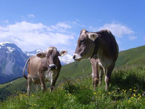 two cows standing in a field of grass at Apart Andrea in Uderns