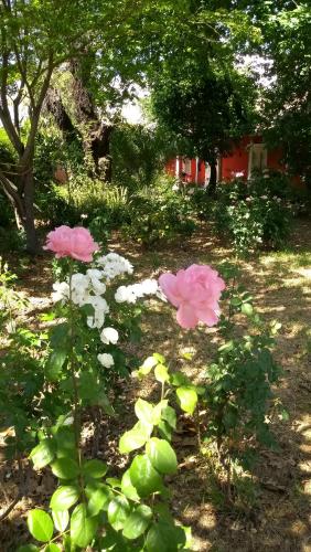 two pink flowers are growing in a garden at Hotel Plaza Malloa in Malloa