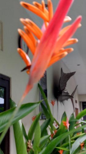 a close up of a plant with a flower at Pujihouse One in Legian