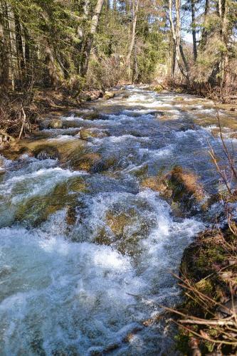 a stream of water with rocks in a forest at Apartmán ENZO č 103 Tále Chopok Juh in Tale