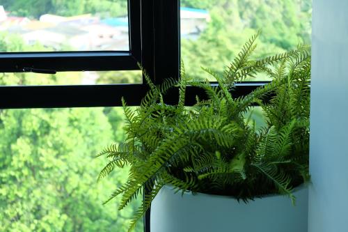 a green plant sitting in a window at Montana Hotel Songkhla in Songkhla