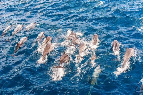 民宿或附近的動物