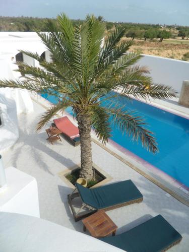 a palm tree sitting next to a swimming pool at Maison Leila chambres d hotes in Midoun