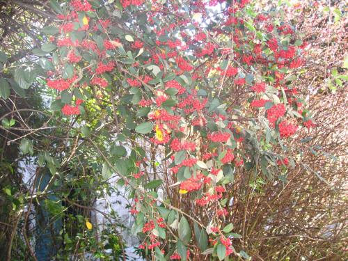 a tree with red flowers on it at Casa De Carcavelos in Cabeceiras de Basto