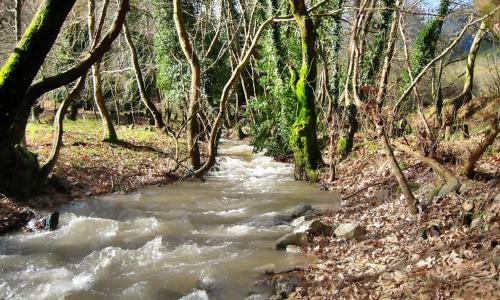 a stream in the middle of a forest with trees at Chalet Coquelicot (Co-cli-co) relax in nature in Kalavrita