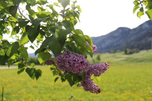 a bunch of purple flowers hanging from a tree in a field at Hotel Kraftquelle Schlossblick in Angerberg