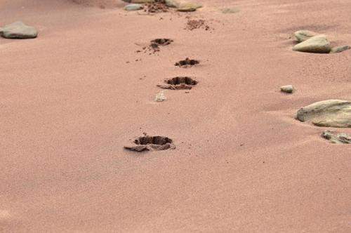 a pair of footprints in the sand on a beach at Hotel Atlantique in Le Palais