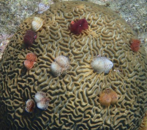 a group of small fish in a coral reef at Villa Unique in Willemstad