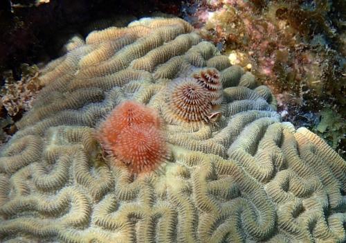 a coral reef with two clown fish on it at Villa Unique in Willemstad