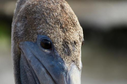 a close up of a bird with its head at Villa Unique in Willemstad