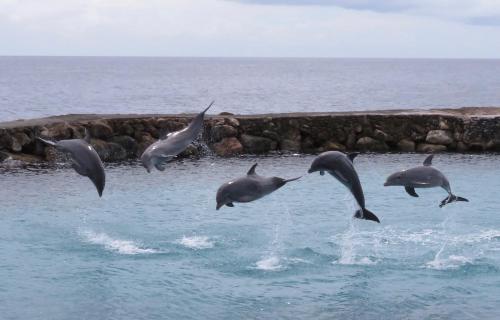 a group of dolphins flying over the water at Villa Unique in Willemstad