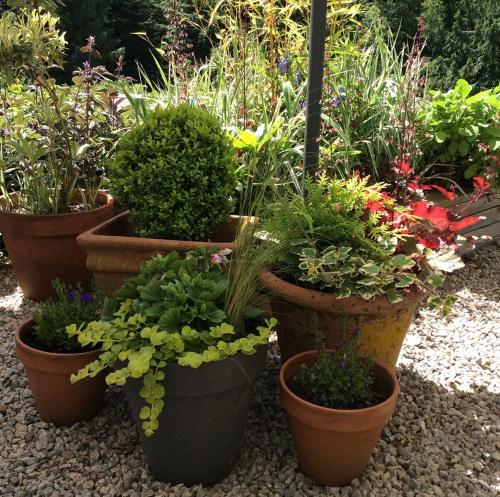 a group of pots of plants in a garden at Le Moulin des Farges in Meymac