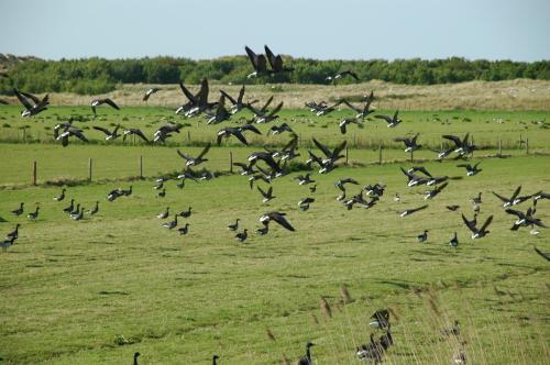a flock of birds flying over a field at B&B Molenaar in Buren
