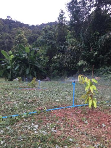 a garden with a blue hose in the grass at Homebar in Ko Chang