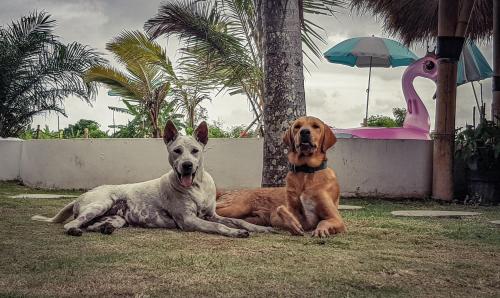 two dogs sitting next to each other on the grass at Clandestino Hostel Canggu in Canggu
