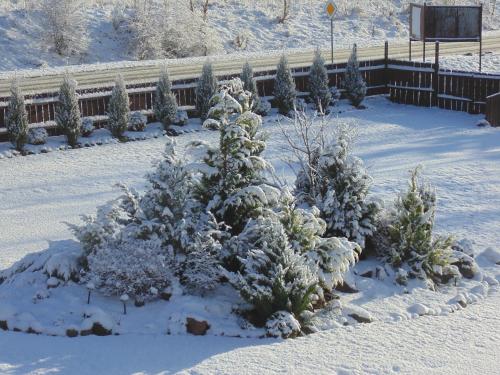 a group of christmas trees covered in snow at Dom Wczasowy Pięciu Pomostów in Czaplinek