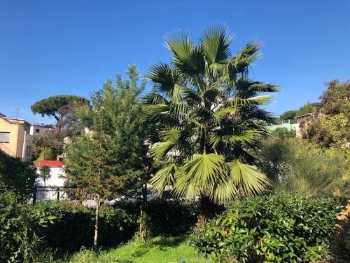 een palmboom in het midden van een tuin bij La Ville in Torre del Greco