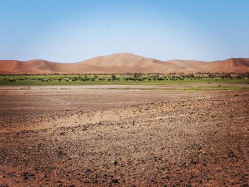 a desert with sand dunes in the background at Camp atlantic chegaga in Mhamid