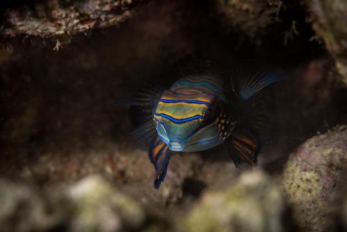 a blue and orange fish swimming in the water at Hotel Pondok Sari Beach & SPA Resort in Pemuteran