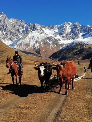 Gallery image of Ushguli Hotel Riho in Ushguli