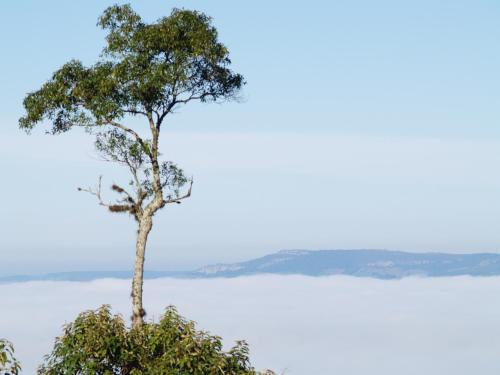 a tree standing in front of a body of water at Hotel Fazenda Itáytyba in Tibagi