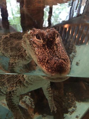a fake alligator head on a glass plate at Hotel Wing International Kobe - Shinnagata Ekimae in Kobe