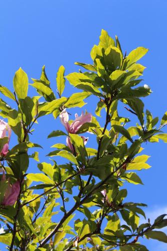 a magnolia tree with pink flowers against a blue sky at Hotel Glärnisch Hof in Horgen