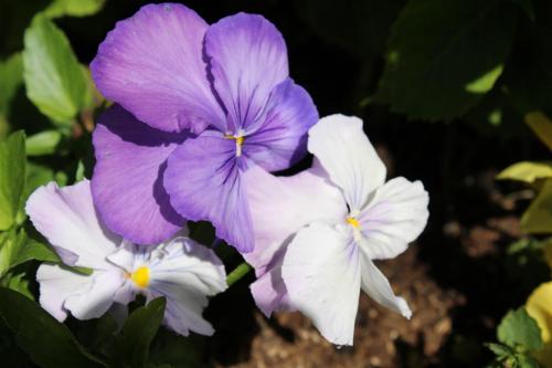 a group of purple and white flowers at Hotel Glärnisch Hof in Horgen