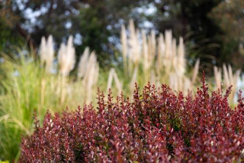a bush of red flowers in front of tall grass at Novotel Trabzon in Trabzon