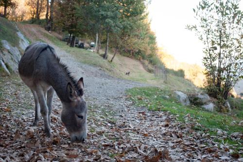 Altri animali domestici presso l'agriturismo o nei dintorni