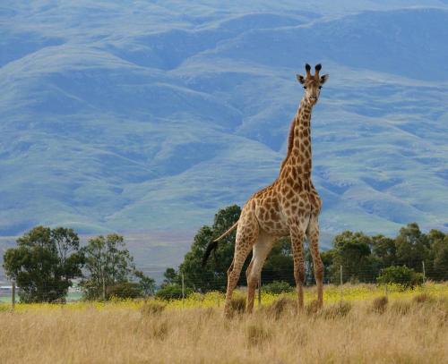 a giraffe standing in a field with mountains in the background at Kwetu Guest Farm in Swellendam