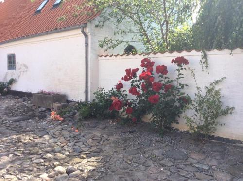 a bush of red roses next to a white fence at Kjobing Manor in Ærøskøbing
